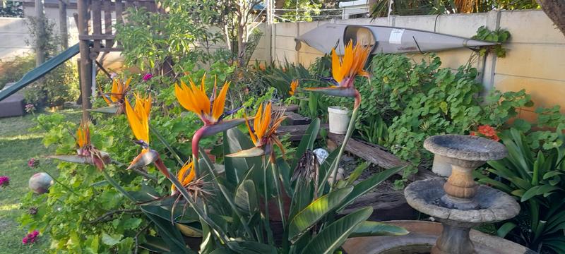 3 Bedroom Property for Sale in Bergvliet Western Cape